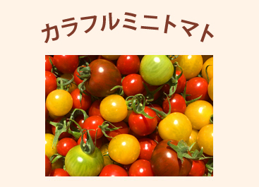 ミニトマト【小鈴・千果】