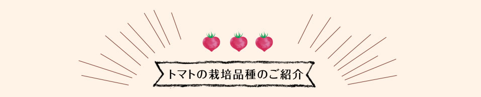 トマトの栽培品種のご紹介